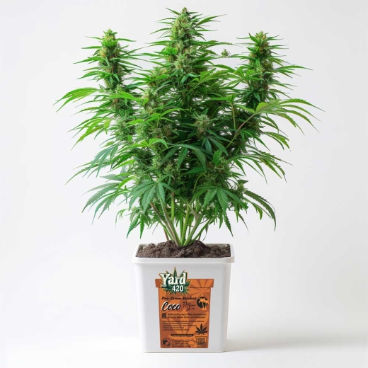 Grow Bucket Coco Mix